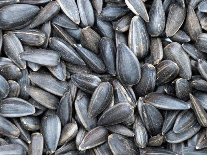 Black Sunflower Seeds
