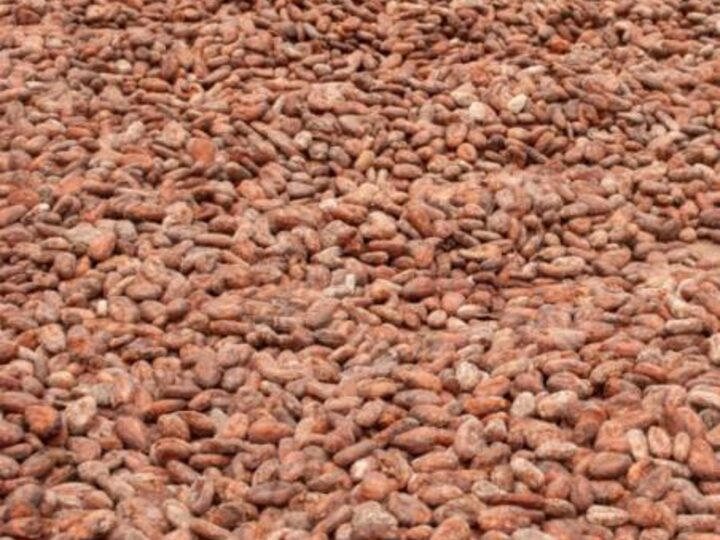 Cocoa Beans