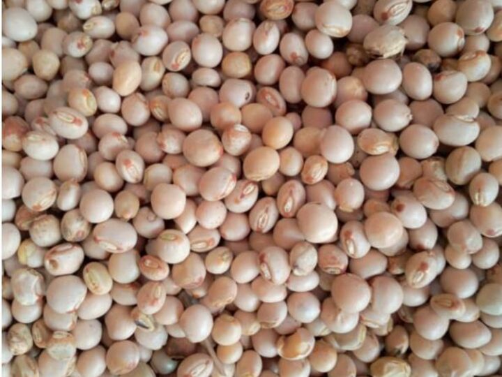 Pigeon Peas